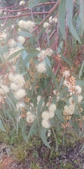Eucalyptus dwyeri
