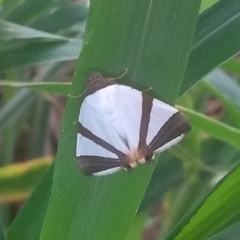 Eulepidotis rectimargo