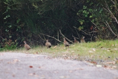 Alectoris rufa hispanica