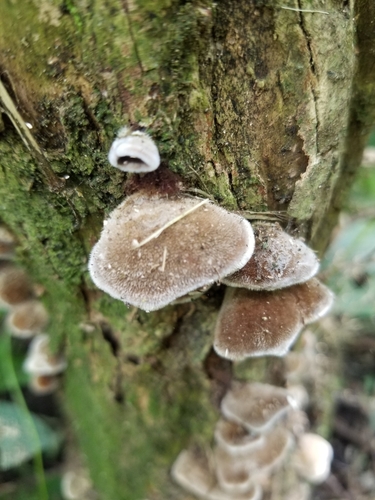 Wood Ear mushroom