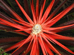 Bromelia antiacantha