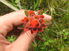 Castilleja arvensis pastorei