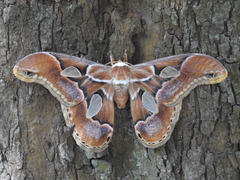 Rothschildia arethusa