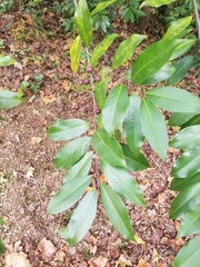 Prunus caroliniana
