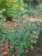 Prunus caroliniana