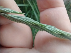 Elymus scabrifolius