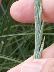 Elymus scabrifolius