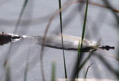 Apalone spinifera emoryi