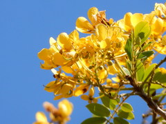 Senna racemosa