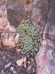 Petrophytum caespitosum caespitosum