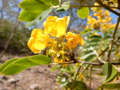 Senna racemosa