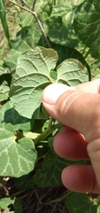 Aristolochia fimbriata