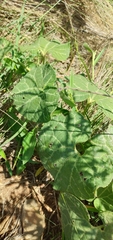 Aristolochia fimbriata