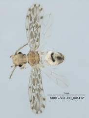 Ectopsocus strauchi