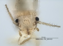 Ectopsocus strauchi