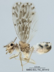 Ectopsocus strauchi