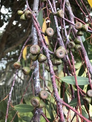 Eucalyptus pauciflora niphophila