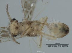 Ectopsocus strauchi
