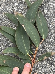 Eucalyptus pauciflora niphophila