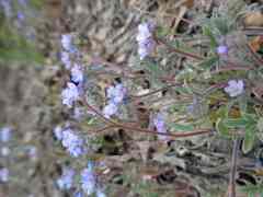 Phacelia breweri