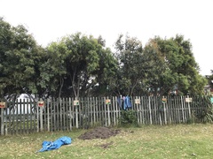 Eucalyptus pauciflora niphophila