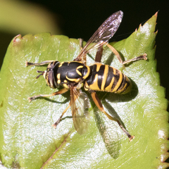 Spilomyia foxleei