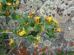 Ribes aureum gracillimum