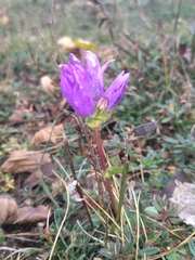 Campanula glomerata glomerata