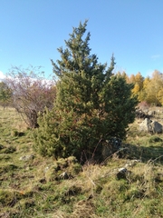 Juniperus communis communis