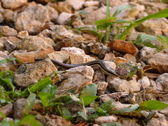 Marisora lineola