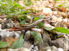 Marisora lineola