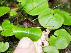 Corybas iridescens