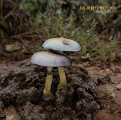 Psilocybe cubensis