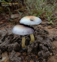 Psilocybe cubensis