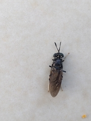 Hermetia illucens