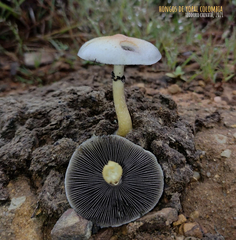 Psilocybe cubensis