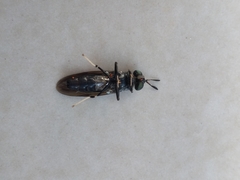 Hermetia illucens