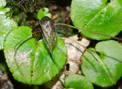 Corybas iridescens