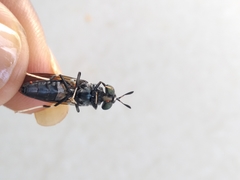 Hermetia illucens