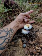 Psilocybe cubensis