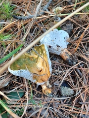 Hypomyces lateritius