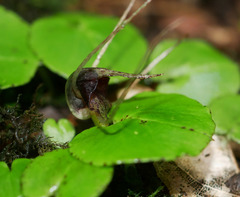 Corybas iridescens