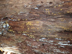 Dacrymyces corticioides