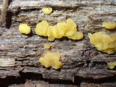 Dacrymyces corticioides