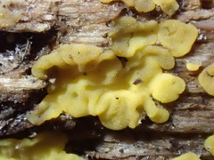 Dacrymyces corticioides