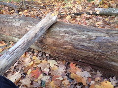 Dacrymyces corticioides