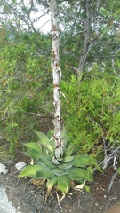 Agave seemanniana