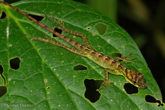 Anolis gracilipes