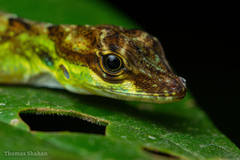 Anolis gracilipes