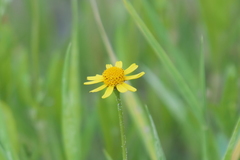 Acmella decumbens
